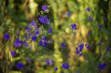 Obraz na płótnie Canvas blue flowers on a background