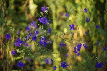 blue flowers on a background