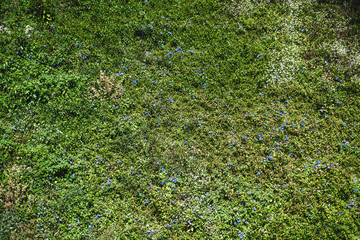 Aerial view of a summer glade full of greenery with small blue and white flowers; view from above of a spring meadow texture with grass and different plants, and flowers