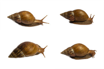 Snail isolated white background set.