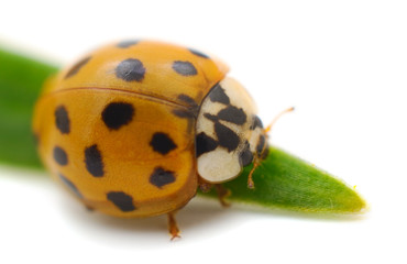 Small ladybird isolated.