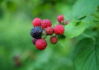 Sweet berries of 