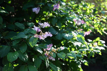 Naklejka premium blooming light purple lilac in the sun