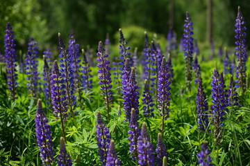 blooming purple lupines in the field