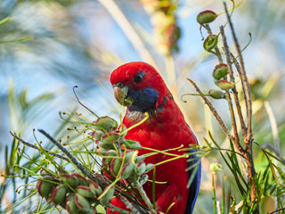 Crimson rosella in a tree