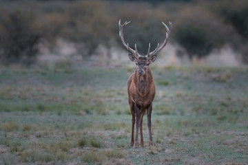 Red deer rut season, La Pampa, Argentina