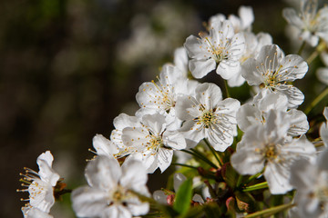 Beautiful white flowers of a blossom cherry tree.