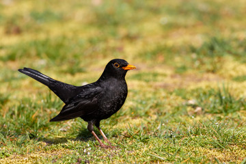 Amsel im Garten auf dem Rasen