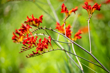 Tiges de fleurs rouges sur fond vert