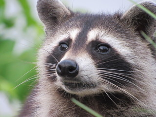 raccoon in tree