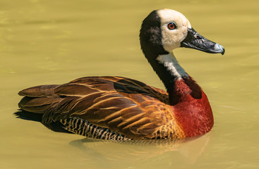 Exotic duck swimming in the water