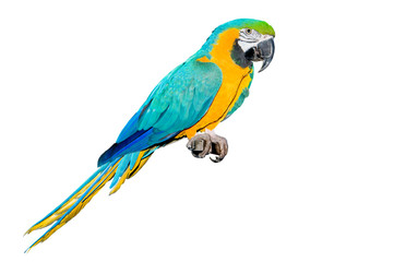 Blue and Gold Macaw isolated on a white background