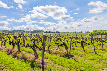 Fototapeta na wymiar Tuscany the land of wine: rows of Italian wine vines