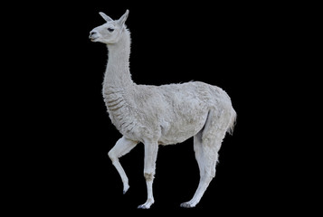 Peruvian Llama with thick hair and raised leg on a contrasting black background