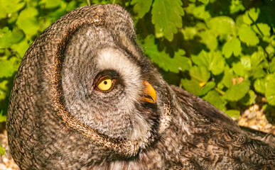 Portrait of a beautiful brown owl