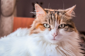Portrait of a tricolor cat at home