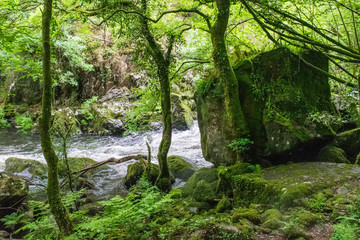 Fototapeta na wymiar bosque verde húmedo con un río al lado y una gran roca