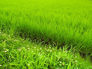 梅雨の郊外の青田風景