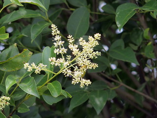 トウネズミモチの花