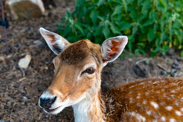 Fawn sitting in the mountains of Spain.