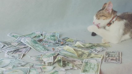 the young cat quietly washes and lies near the dollar bills. concept on business and wealth