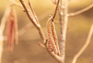 Hazelnut flowers on a tree branch