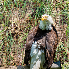 Bald eagle