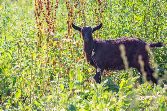 Little black goat chained outside in tall grass