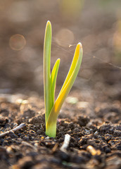 Green garlic in the soil in spring