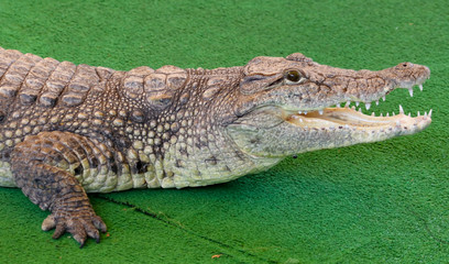 Portrait of a crocodile on a green background