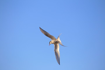 In-flight shot of the Sterna paradisaea, the arctic tern