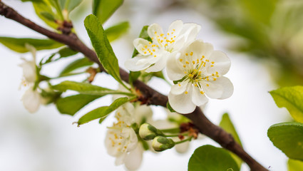 Flowers on a fruit tree in the park