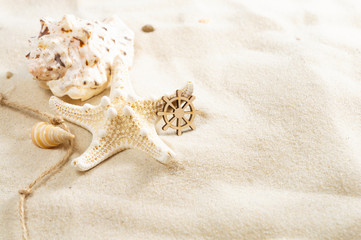 Fototapeta na wymiar Seashells on the sand with copy space. Summer beach holiday concept.