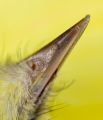 The beak of the bird on a yellow background