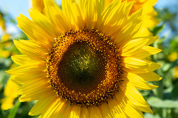 Sunflowers close up agriculture farming rural economy agronomy concept selective focus