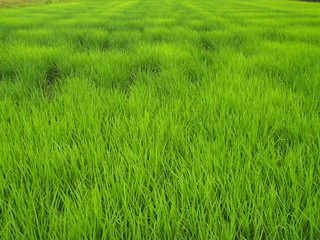 ７月の青田風景