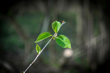 Einzelner Zweig eines Baumes im Wald