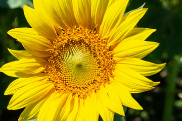 Naklejka premium Sunflowers close up agriculture farming rural economy agronomy concept selective focus