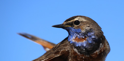 Portrait of Luscinia svecica, the Red-spotted Bluethroat