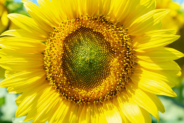 Sunflowers close up agriculture farming rural economy agronomy concept selective focus