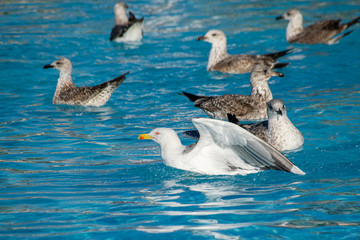 Seagulls in a swimming pool