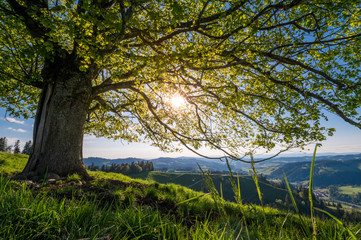 afternoon sun behind a linden tree on a hill im Emmental
