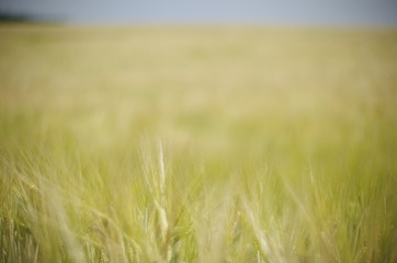 field of wheat