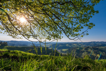 afternoon sun behind a linden tree on a hill im Emmental