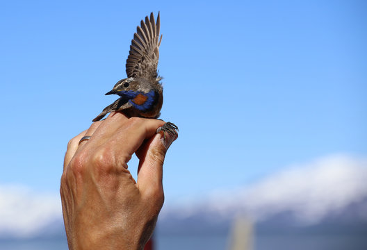 Luscinia svecica, the Red-spotted Bluethroat, held in hand