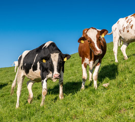 Naklejka na ściany i meble happy swiss cows on a meadow in Emmental