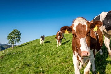 portrait of a young swiss cow on a meadow in Emmental