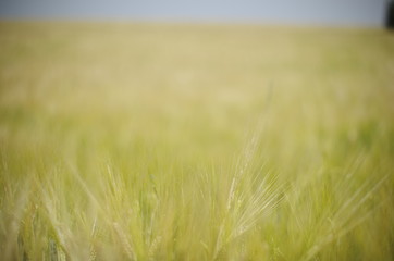 wheat field