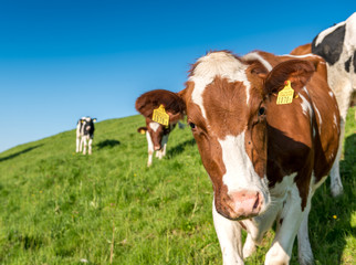 Fototapeta na wymiar portrait of a young swiss cow on a meadow in Emmental