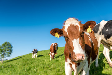 Obraz premium portrait of a young swiss cow on a meadow in Emmental